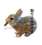 うさぎの日常(^^)（個別スタンプ：7）