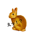うさぎの日常(^^)（個別スタンプ：13）