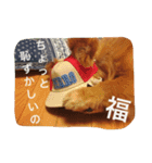 福の毎日シリーズ第2弾！（個別スタンプ：3）