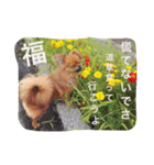 福の毎日シリーズ第2弾！（個別スタンプ：4）