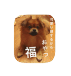 福の毎日シリーズ第2弾！（個別スタンプ：5）