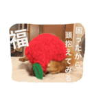 福の毎日シリーズ第2弾！（個別スタンプ：13）