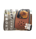 福の毎日シリーズ第2弾！（個別スタンプ：15）