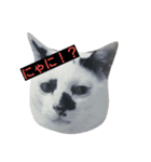 牛柄ねこかるびくん①（個別スタンプ：1）