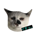 牛柄ねこかるびくん①（個別スタンプ：2）