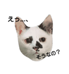 牛柄ねこかるびくん①（個別スタンプ：5）