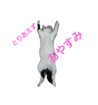 牛柄ねこかるびくん①（個別スタンプ：6）