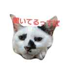 牛柄ねこかるびくん①（個別スタンプ：7）