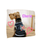 いつでもCherie  (ウェルッシュテリア)（個別スタンプ：2）