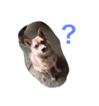 わが家のお犬たち（個別スタンプ：1）
