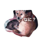 わが家のお犬たち（個別スタンプ：3）