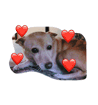わが家のお犬たち（個別スタンプ：4）