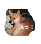わが家のお犬たち（個別スタンプ：5）