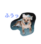わが家のお犬たち（個別スタンプ：6）