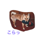 わが家のお犬たち（個別スタンプ：7）