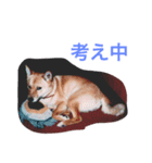 わが家のお犬たち（個別スタンプ：8）
