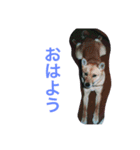 わが家のお犬たち（個別スタンプ：9）