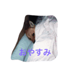 わが家のお犬たち（個別スタンプ：10）