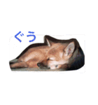 わが家のお犬たち（個別スタンプ：12）