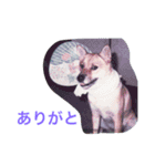 わが家のお犬たち（個別スタンプ：13）