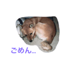 わが家のお犬たち（個別スタンプ：14）