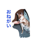 わが家のお犬たち（個別スタンプ：15）