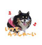 まんまるチワワ3（個別スタンプ：2）