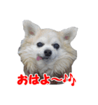 まんまるチワワ3（個別スタンプ：3）