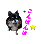 まんまるチワワ3（個別スタンプ：5）