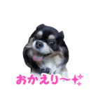 まんまるチワワ3（個別スタンプ：6）
