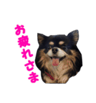 まんまるチワワ3（個別スタンプ：7）