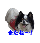 まんまるチワワ3（個別スタンプ：8）