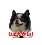 まんまるチワワ3（個別スタンプ：10）