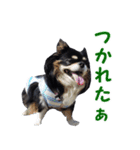 まんまるチワワ3（個別スタンプ：11）