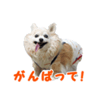 まんまるチワワ3（個別スタンプ：13）