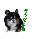 まんまるチワワ3（個別スタンプ：15）