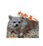 まんまるチワワ3（個別スタンプ：16）