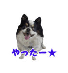 まんまるチワワ3（個別スタンプ：18）
