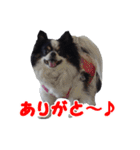 まんまるチワワ3（個別スタンプ：19）