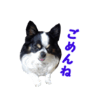 まんまるチワワ3（個別スタンプ：20）