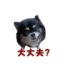 まんまるチワワ3（個別スタンプ：21）