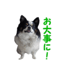まんまるチワワ3（個別スタンプ：22）
