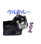 まんまるチワワ3（個別スタンプ：24）