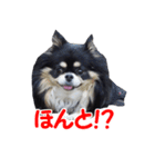 まんまるチワワ3（個別スタンプ：26）