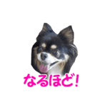 まんまるチワワ3（個別スタンプ：28）