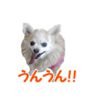 まんまるチワワ3（個別スタンプ：29）
