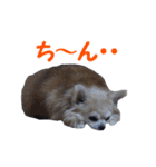 まんまるチワワ3（個別スタンプ：31）