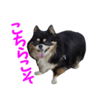 まんまるチワワ3（個別スタンプ：32）