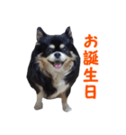 まんまるチワワ3（個別スタンプ：35）