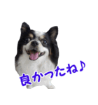 まんまるチワワ3（個別スタンプ：36）